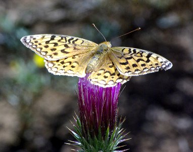 FRITILLARY, CORONIS (speyeria coronis) (9-21-07) nw of susanville,ca 6500ft  (5)