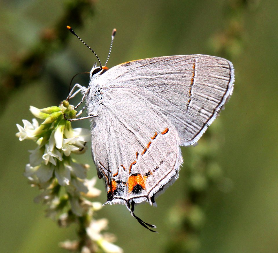 HAIRSTREAK, GRAY (Strymon melinus) (8-2-12) harshaw road, scc, az