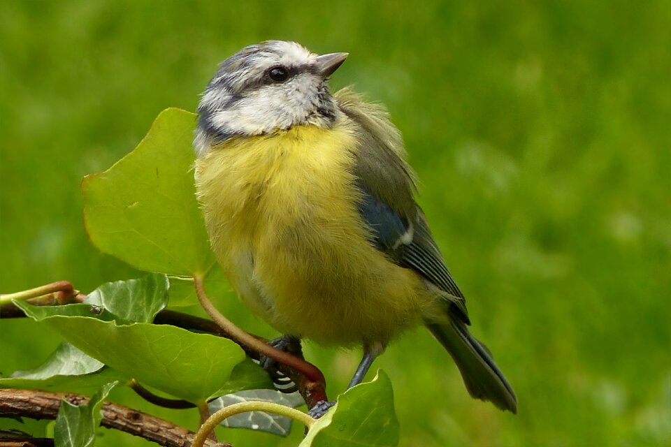 Cyanistes caeruleus young foraging