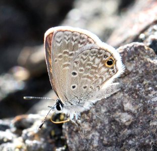 BLUE, CERAUNUS (Hemiargus cerraunus) (10-2-11) harshaw road, scc, az -01 photo