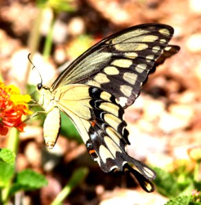 WESTERN GIANT SWALLOWTAIL (Papilio rumiko) (8-9-12) 78 circulo montana, patagonia lake ranch estates, scc, az