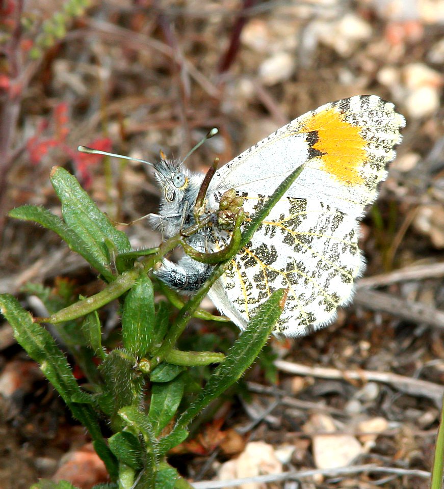 ORANGE-TIP, DESERT (Anthocharis cethura) (4-14-09) female, carrizo plain nat monument, slo co, ca