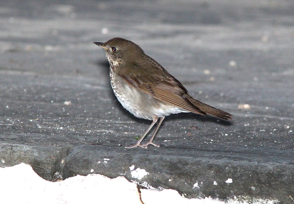 742 - GRAY-CHEEKED THRUSH (5-3-14) dry tortugas, monroe co, fl -04