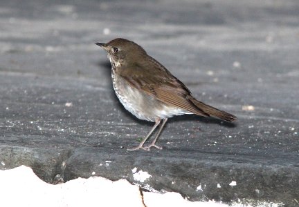 742 - GRAY-CHEEKED THRUSH (5-3-14) dry tortugas, monroe co, fl -04