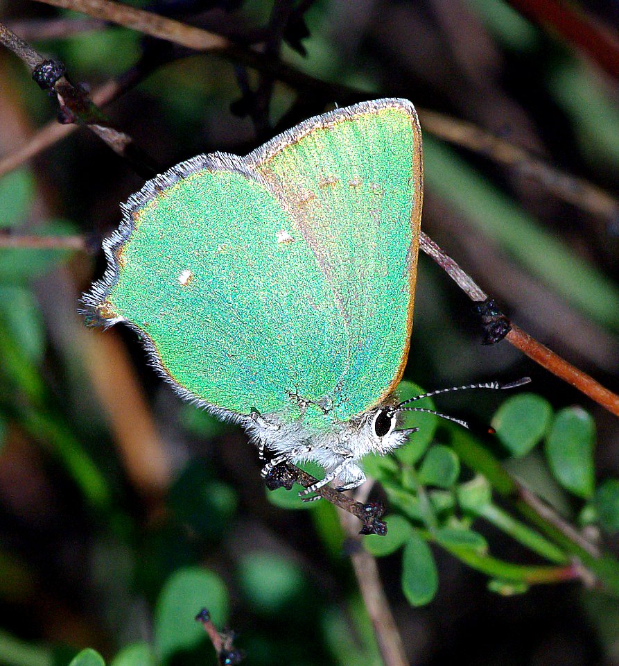 HAIRSTREAK, BRAMBLE GREEN (callophrys dumetorum-perplexa) (4-6-07) -cerro -1