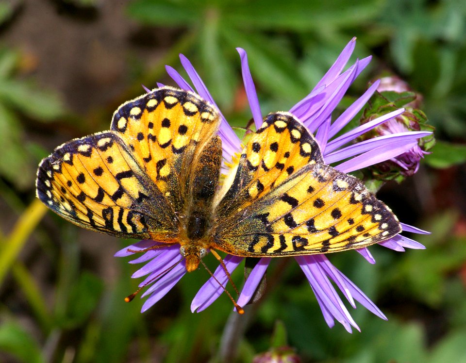 FRITILLARY, MORMON (Speyeria mormonia) (8-4-08) dunton meadows, dolores co, co  (7)