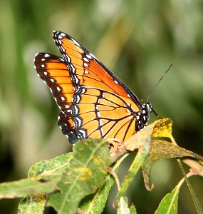 VICEROY (Limenitis archippus) (9-29-12) santa cruz river, north of santa margarita lane, tumacacori, scc, az