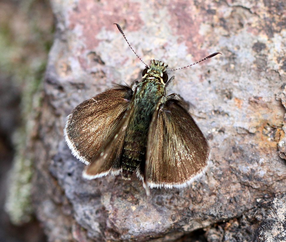ROADSIDE-SKIPPER, ELISSA (Amblyscirtes elissa) (7-27-13) harshaw road, patagonia mts, scc, az -03