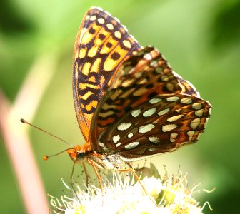 FRITILLARY, GREAT BASIN (Speyeria egleis) (6-17-12) cook and green pass area, siskiyou co, ca -03