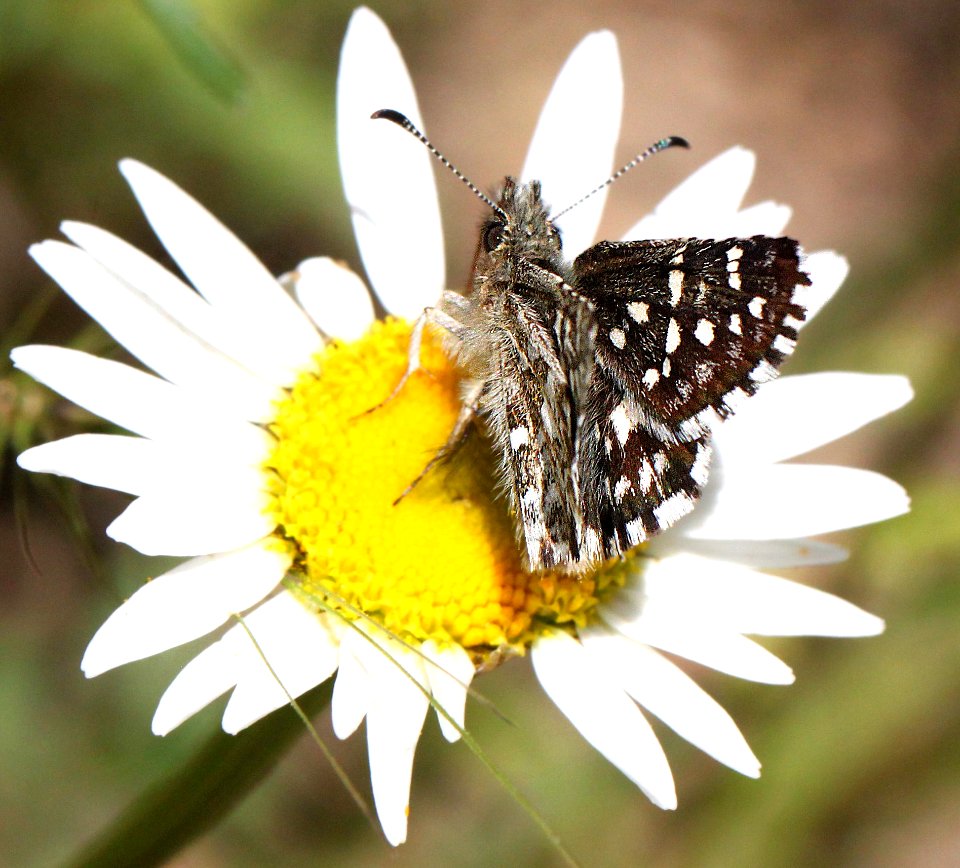 CHECKERED-SKIPPER, TWO-BANDED (Pyrgus ruralis) (6-16-12) douglas co, or -01