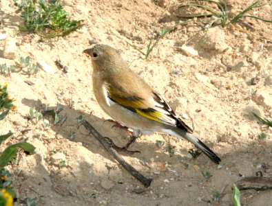 972 - LAWRENCE'S GOLDFINCH (3-29-09) carrizo plain, slo co, ca (4)