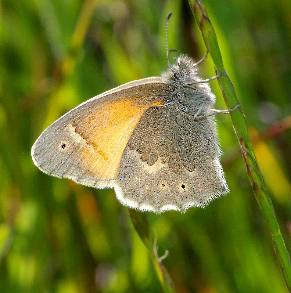 RINGLET, COMMON (Coenonympha tullia) (4-18-09) canet rd, morro bay, slo co, ca (2)