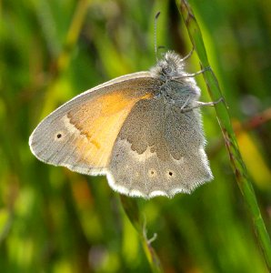 RINGLET, COMMON (Coenonympha tullia) (4-18-09) canet rd, morro bay, slo co, ca (2)