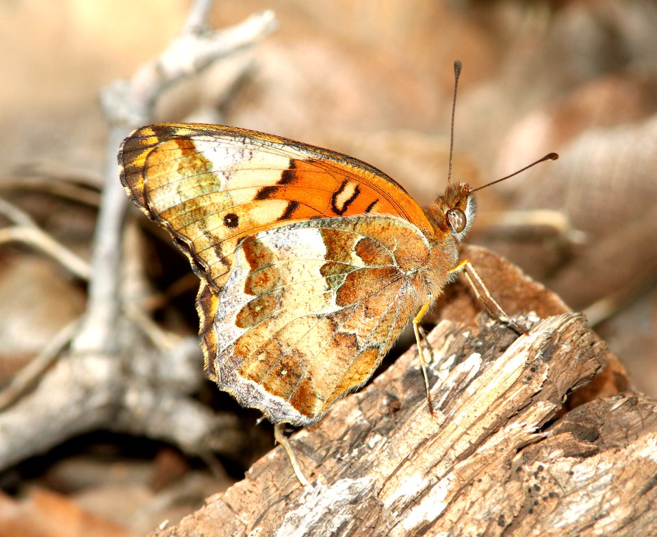 FRITILLARY, VARIEGATED (Euptoieta claudia) (10-9-12) sawmill cyn, huachuca mts, cochise co, az