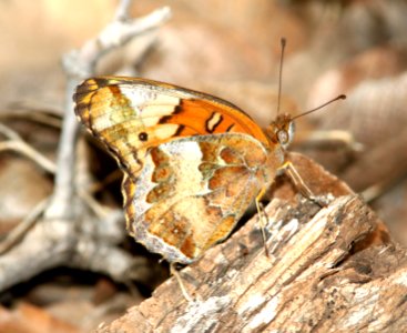 FRITILLARY, VARIEGATED (Euptoieta claudia) (10-9-12) sawmill cyn, huachuca mts, cochise co, az