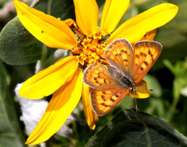 COPPER, LILAC-BORDERED (Lycaena nivalis) (8-24-11) fem, 7500 ft, amador co, ca   (4)