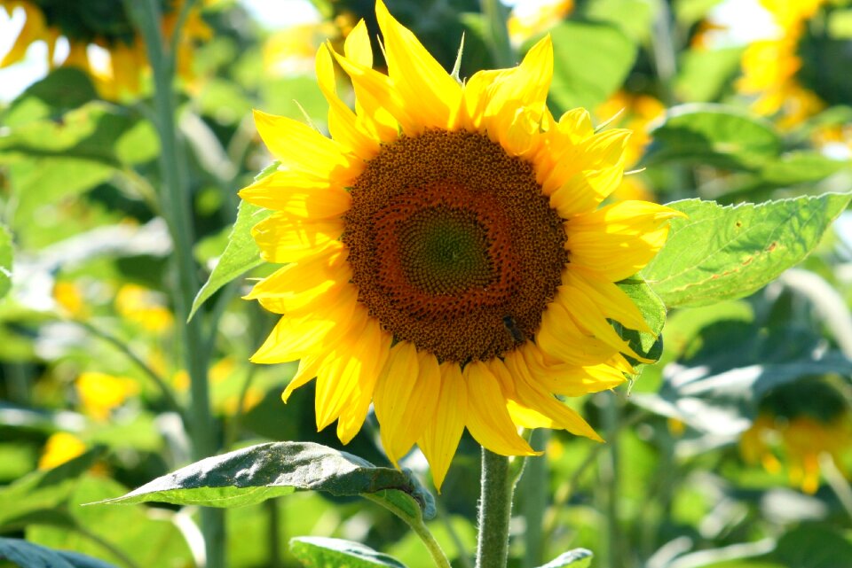 Yellow nature flower