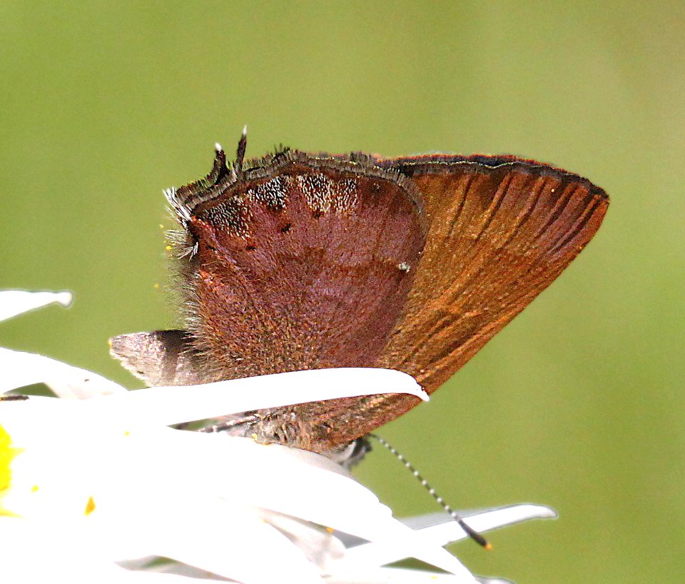 HAIRSTREAK, NELSON'S (Callophrys nelsoni) (6-16-12) douglas co, or  (2)