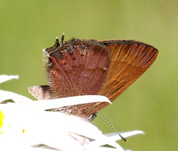 HAIRSTREAK, NELSON'S (Callophrys nelsoni) (6-16-12) douglas co, or  (2)