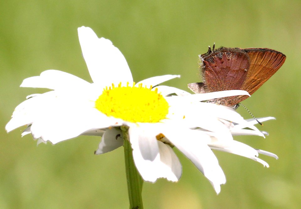 HAIRSTREAK, NELSON'S (Callophrys nelsoni) (6-16-12) douglas co, or  (1)
