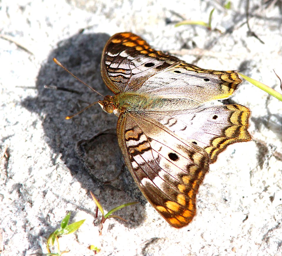 PEACOCK, WHITE (Anartia jatrophae) (2-23-13) osceola co, fl