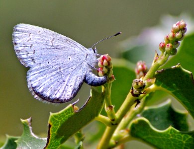 AZURE, ECHO (Celastrina echo) (3-26-07) fem, cerro a rd, slo co, ca  (3)