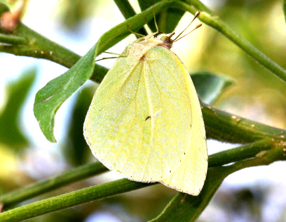 SULPHUR, LYSIDE (Kricogonia lyside) (4-18-12) national butterfly center, mission, tx  (1)