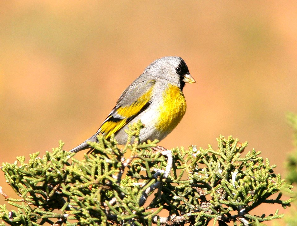972 - LAWRENCE'S GOLDFINCH (3-30-09) quail springs, carrizo plain nat mon, slo co, ca (6)