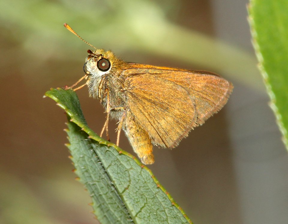 SKIPPER, RURAL (Ochodes agricola) (6-18-2014) boulder creek, santa cruz co, ca -01