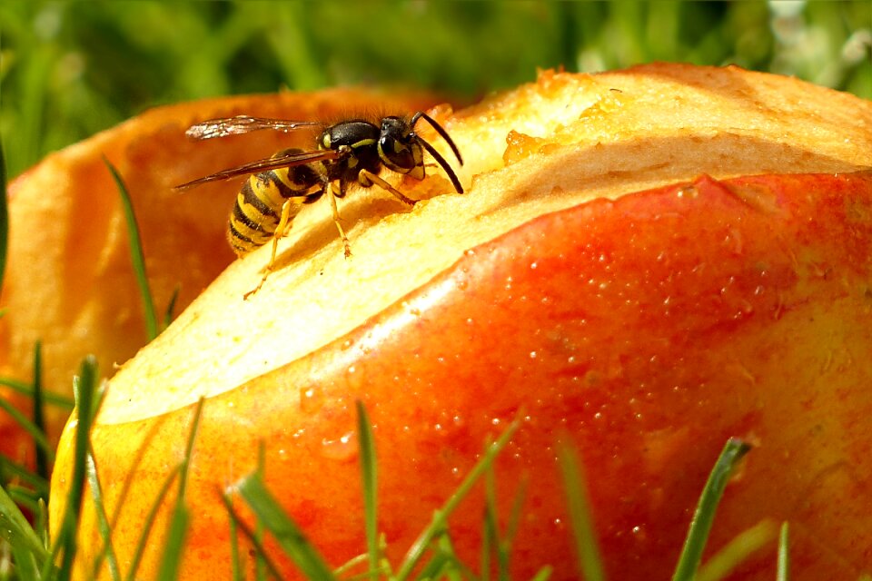 Morja foraging apple