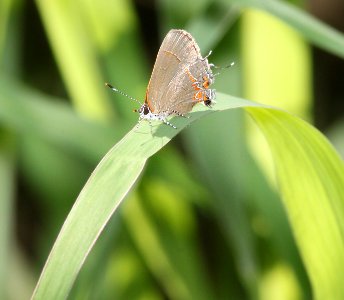 GROUNDSTREAK, DUSKY-BLUE (Calycopis isobeon) (3-5-12) sabal palm sanctuary, near brownsville, tx -02