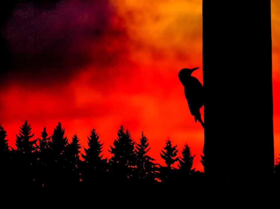 Tree orange red