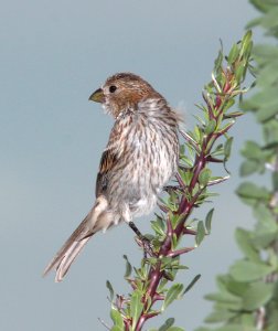 964 - HOUSE FINCH (7-26-11) 78 circulo montana, patagonia lake ranch estates, scc, az