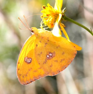 SULPHUR, ORANGE-BARRED (Phoebis philea) (10-30-12) female, sycamore cyn off ruby road, scc, az  (1)