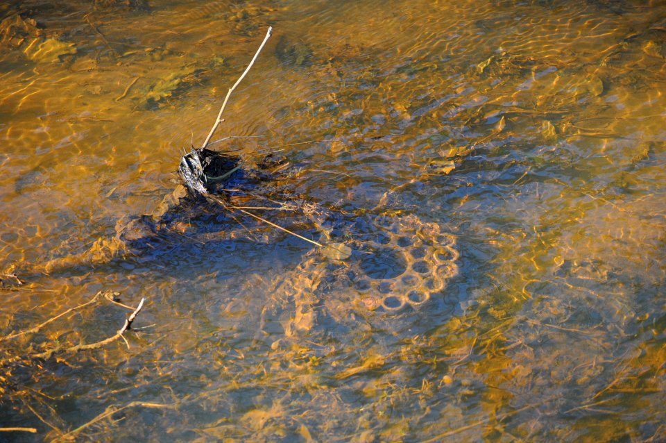 Something in the water