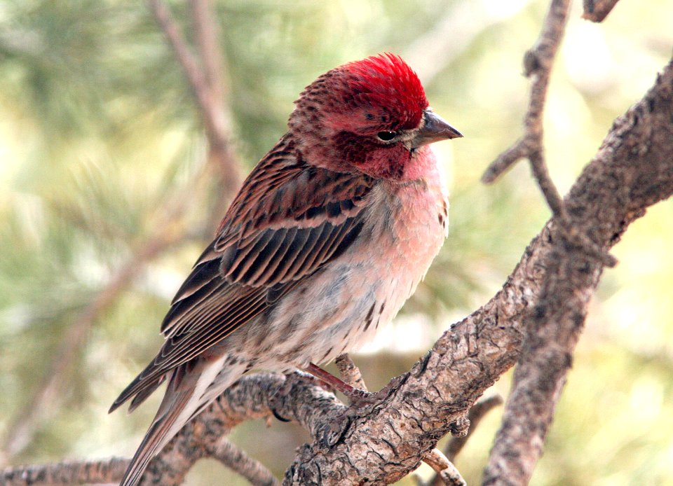 963 - CASSIN'S FINCH (5-3-08) male, torrey, wayne co, ut (1)