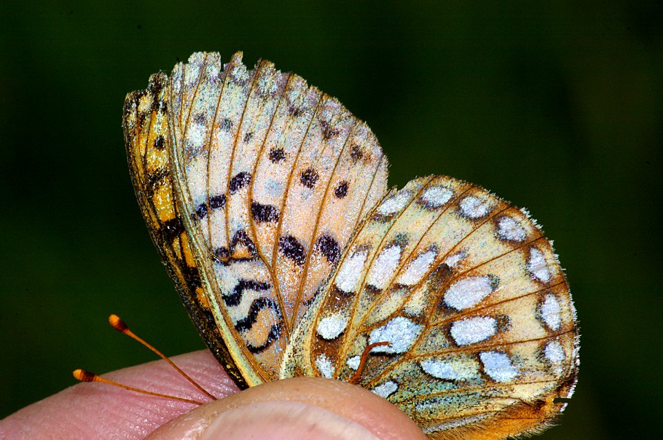 FRITILLARY, MORMON (Speyeria mormonia) (8-4-08) dunton meadows, dolores co, co  (10)