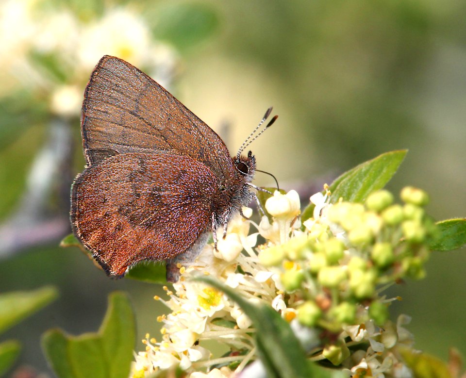 ELFIN, BROWN (Callophrys augustinus) (6-4-13) tioga pass, yosemite, mono co, ca