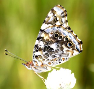 LADY, PAINTED (Vanessa Cardui) (9-6-12) pena blanca lake, scc, az photo