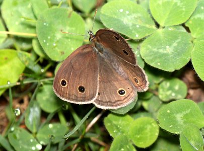 WOOD-SATYR, LITTLE (Megisto cymela) (6-5-2015) chittenden co, vt -02