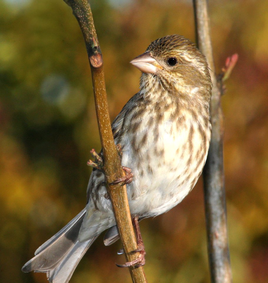 962 - PURPLE FINCH (5-6-09) fem, canet rd, slo co, ca