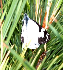 WHITE, PINE (Neophasia menapia) (8-24-11) 7000 ft, amador co, ca  (2)