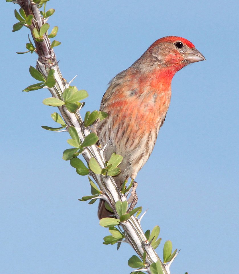 964 - HOUSE FINCH (4-4-11) 78 circulo montana, patagonia lake ranch estates, scc, az