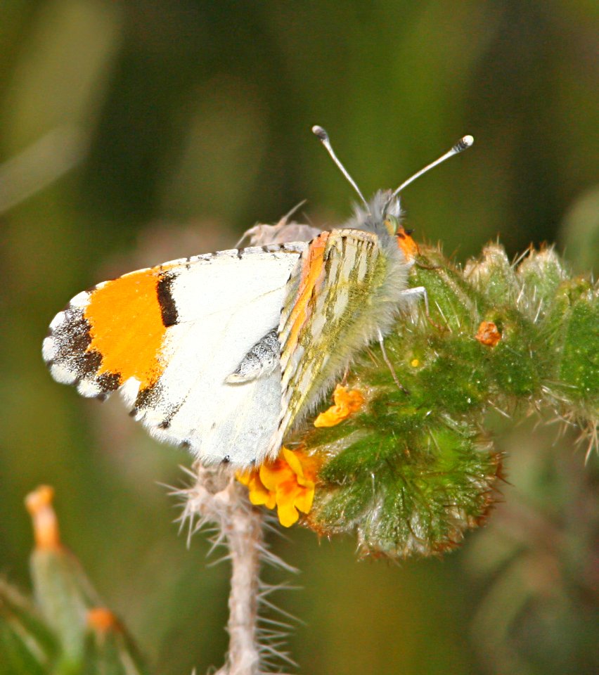 ORANGE-TIP, DESERT (Anthocharis cethura) (3-31-09) female, carrizo plain nat monument, slo co, ca  (2)