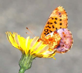 FRITILLARY, PACIFIC (Boloria epithor) (6-11-2014) rte 19,l eastern lane co, oregon -03b