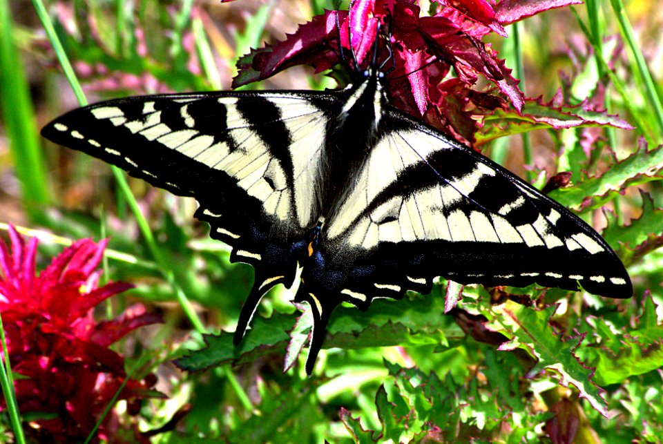 SWALLOWTAIL, PALE (Papilio eurymedon) (4-15-07) canet rd, morro bay, slo co, ca (1)