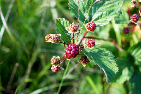 Brombeeren photo