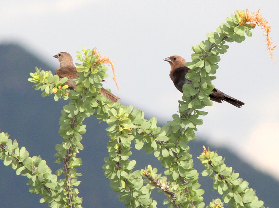 942 - BROWN-HEADED COWBIRD (7-30-10) yard, west of patagonia, scco, az