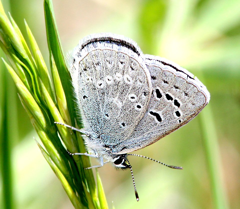 BLUE, BOISDUVAL'S (Plebejus icariodes)(6-8-13) 8500 ft, pine-oak, lake creek, 5 m east of hell's backbone, boulder mt, garfield co, ut (2)