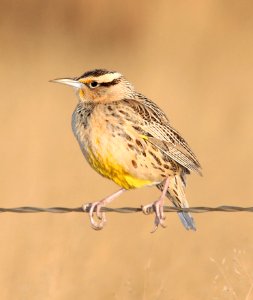 933 - WESTERN MEADOWLARK (12-14-10) san rafael grasslands, scc, az